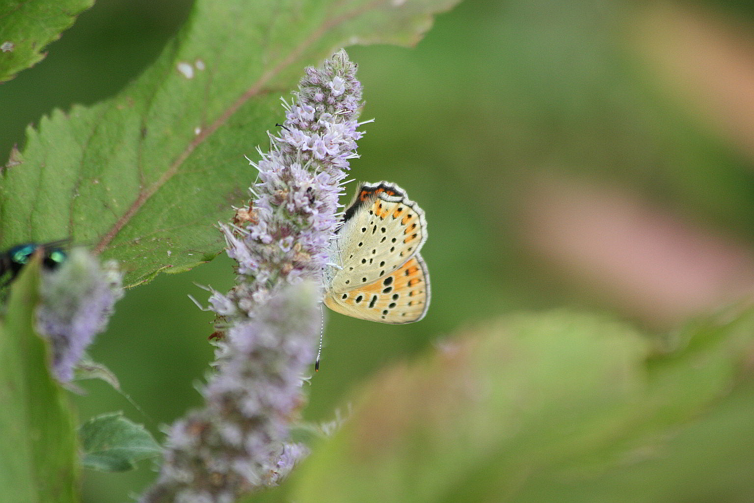 Lycaena tityrus femmina scura?